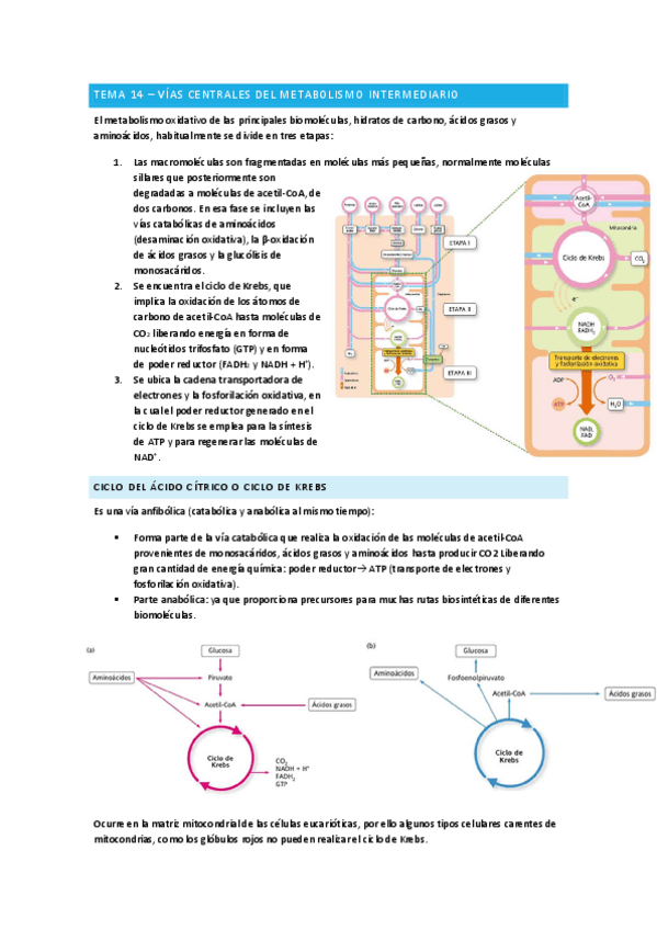 Vias-centrales-del-metabolismo-intermediario-Bioquimica.pdf