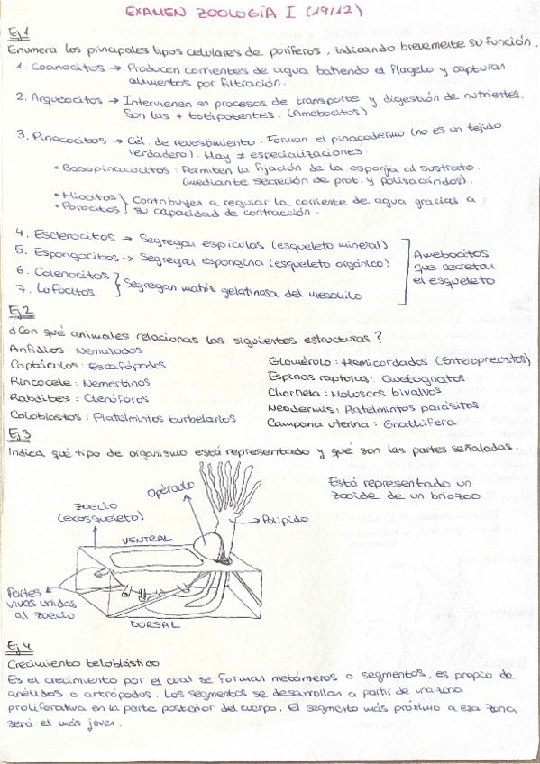 Preguntas-examen-RESUELTAS-2425.pdf