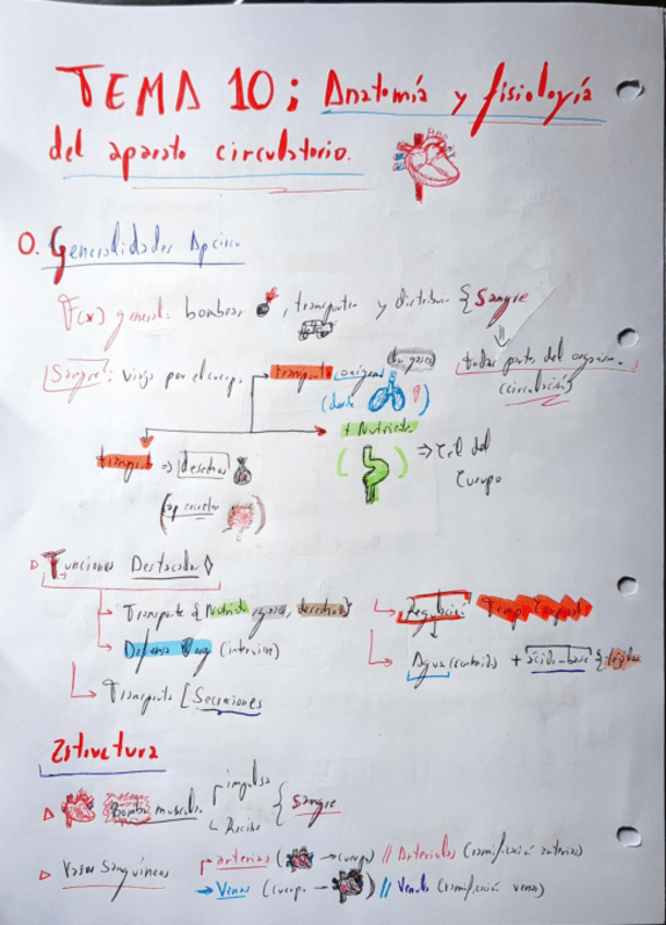 Anatomia-del-Corazon.pdf