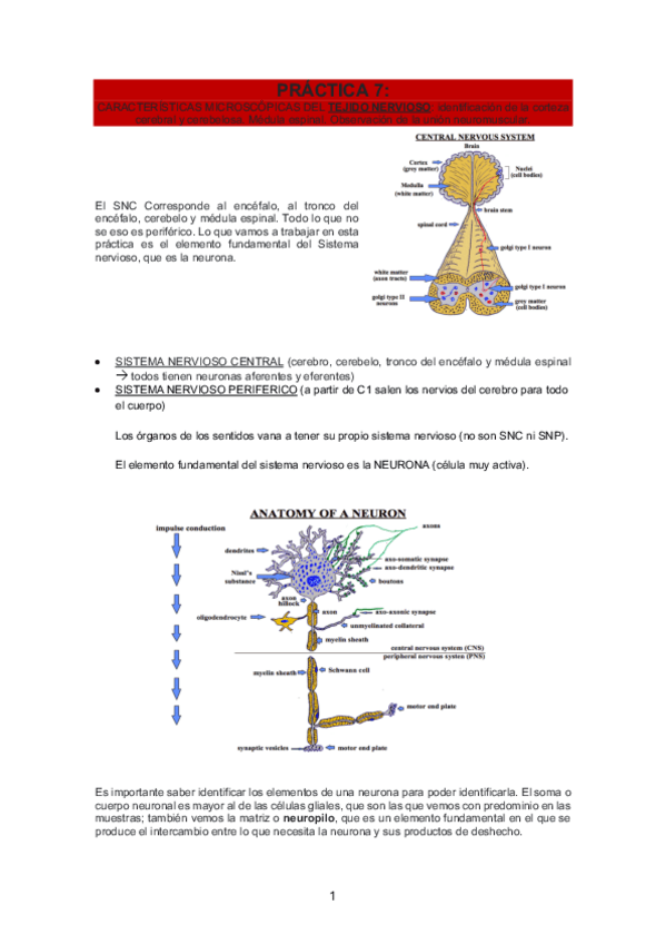 PRACTICA-7.pdf