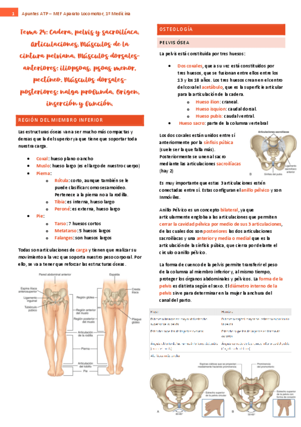 tema-24-ap-locomotor.pdf