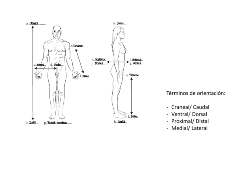 Ilustraciones-examen-final-anatomia.pdf
