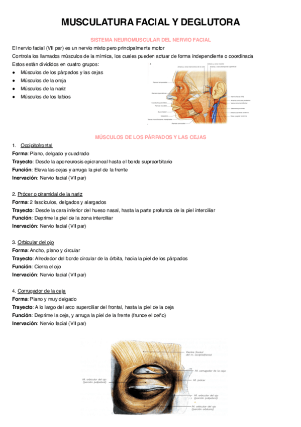 Musculatura-Facial-Y-Deglutora.pdf