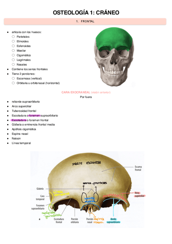 Osteologia-1-craneo.pdf