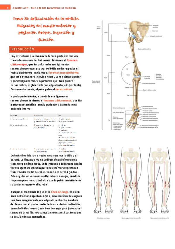 tema-25-ap-locomotor.pdf