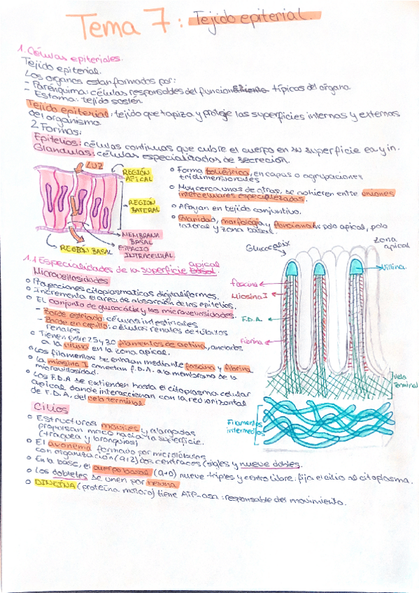 Tema-7Tejido-epitelial-piel-y-glandulas.pdf