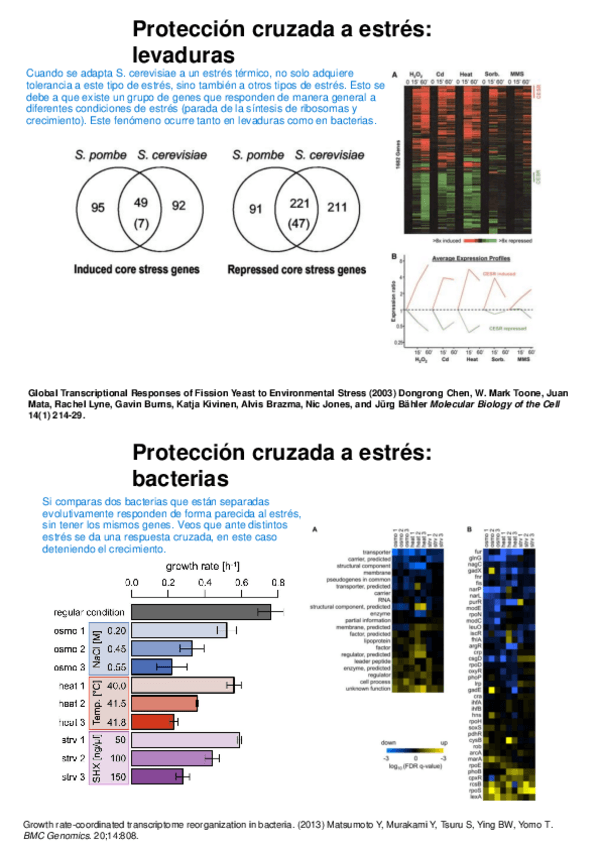 4.-Globalstresssinglecells.pdf