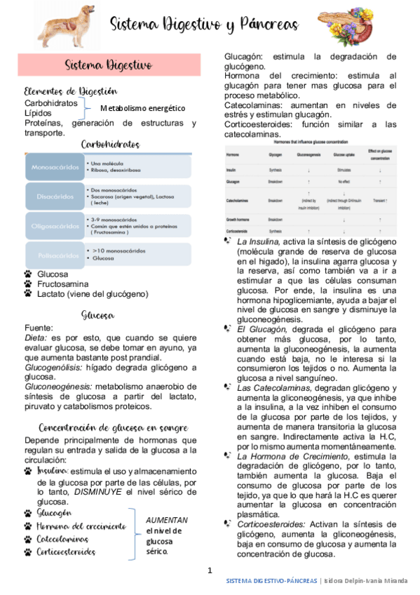 Sistema Digestivo Y Pancreas Pdf