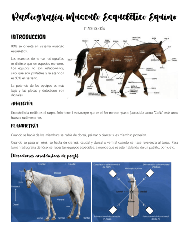 Imagenologia-equino.pdf