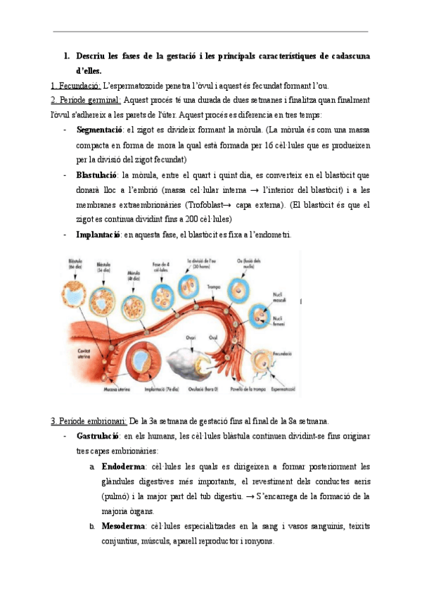 Exercici-2.-Gestacio.pdf