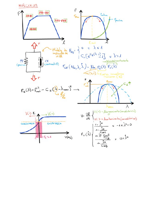 T4B4-Musculos.pdf