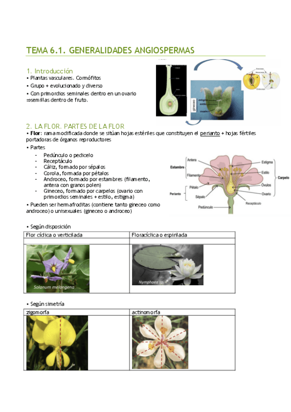 BOTANICA-tema-6.pdf