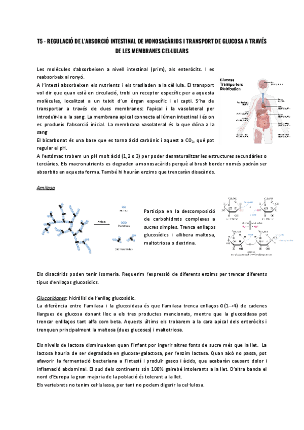 T5-Regulacio-de-labsorcio-intestinal-de-monosacarids.pdf