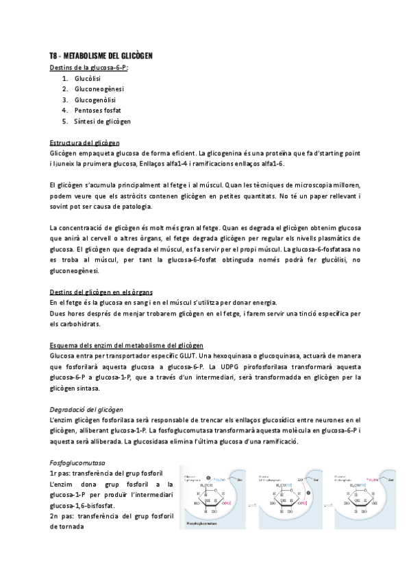 T8-Metabolisme-del-glicogen.pdf