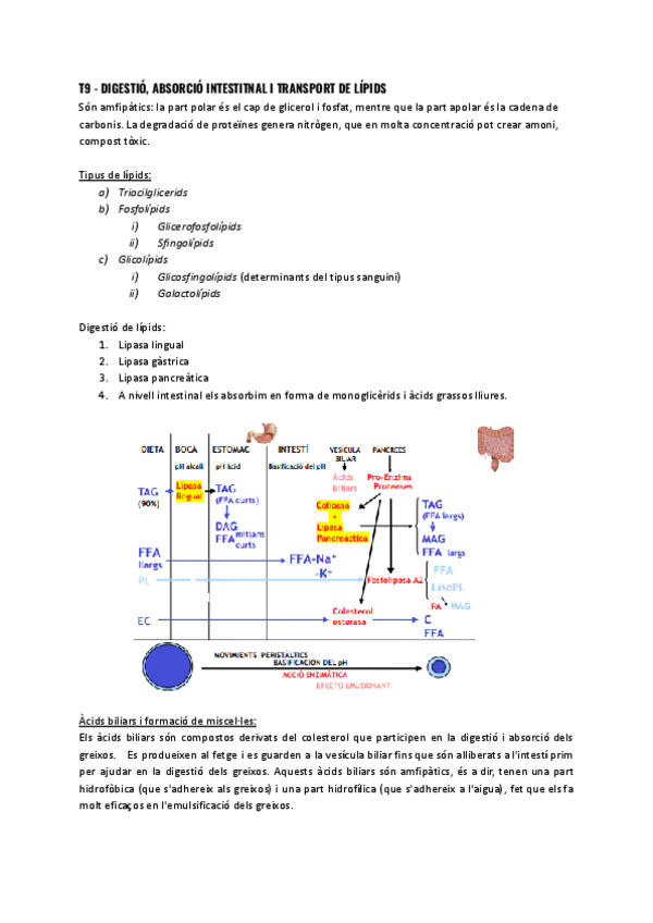 T9-Digestio-absorcio-intestinal-i-transport-de-lipids.pdf