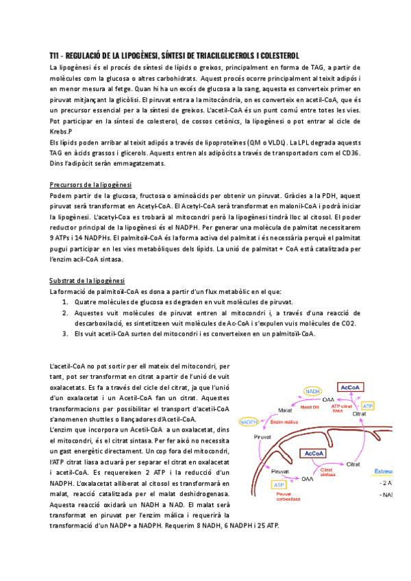 T11-Regulacio-de-la-lipogenesi-sintesi-de-triacilglicerols-i-colesterol.pdf