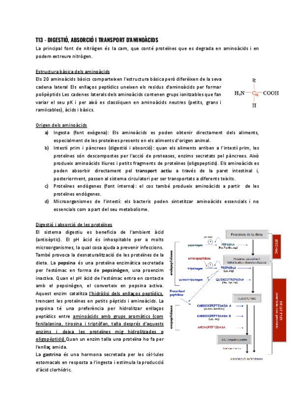T13-Digestio-absorcio-i-transport-daminoacids.pdf