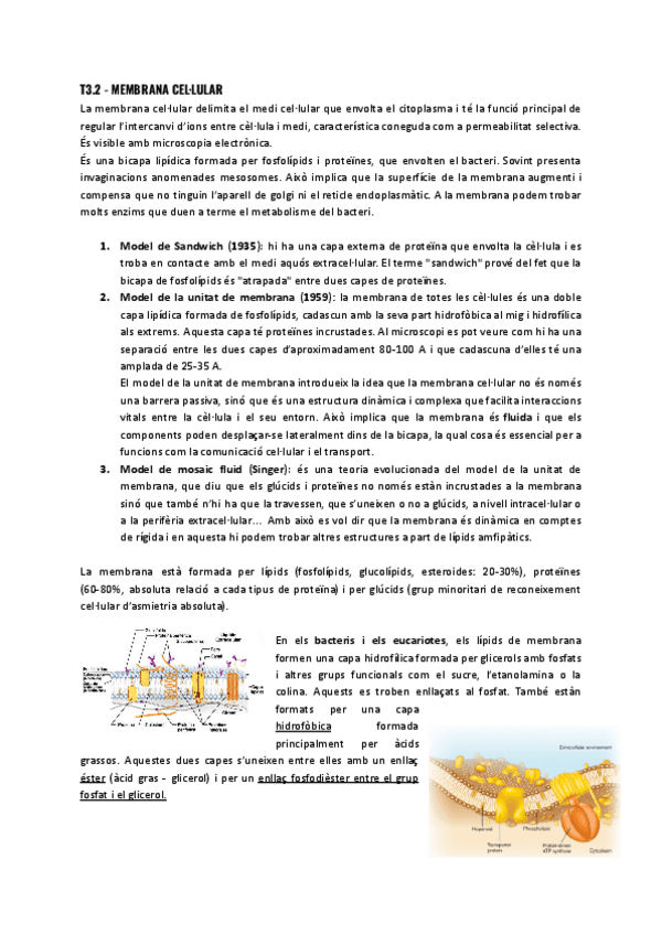 T3.2-Estructura-bacteriana.pdf