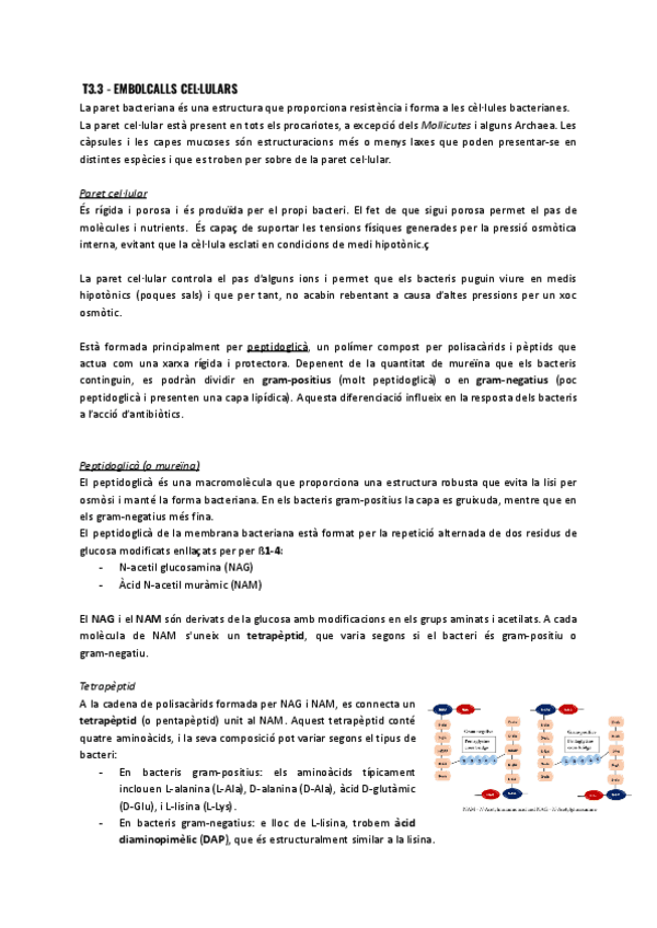 T3.3-Estructura-bacteriana.pdf