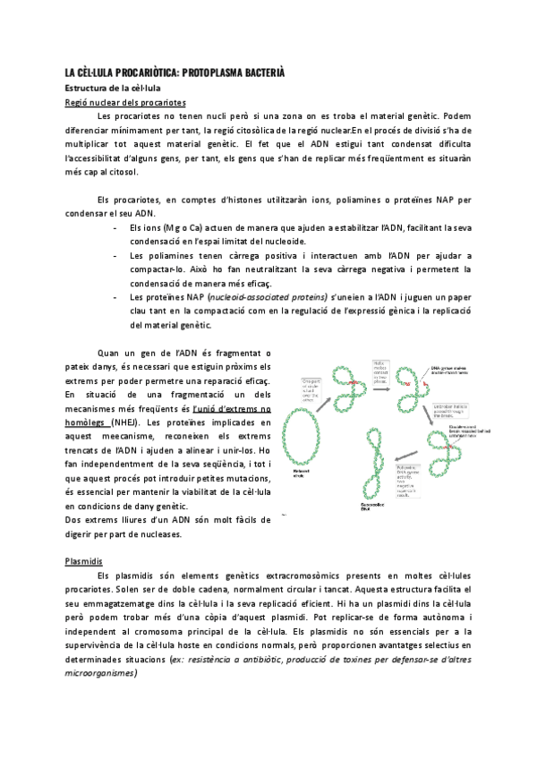 T3.4-Estructura-bacteriana.pdf