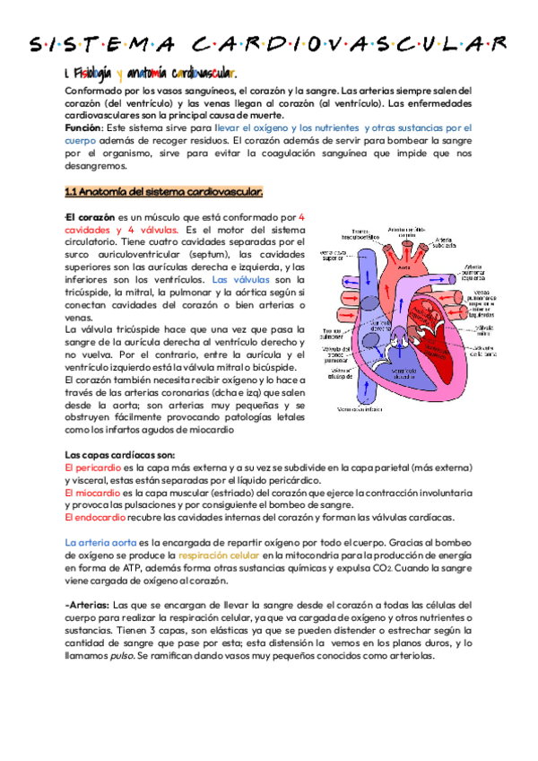 Apuntes-RA-3-Sistema-cardiovascular.pdf