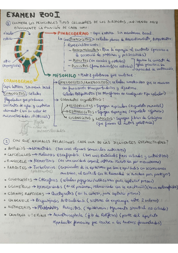 EXAMEN-RESUELTO-ZOO1-16-preguntas.pdf
