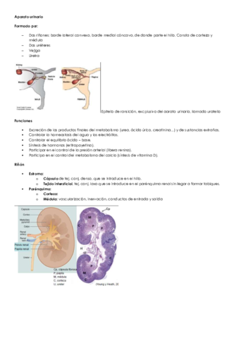 Aparato urinario Bea.pdf