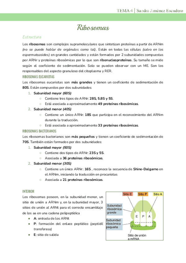 Tema-4-Ribosomas.pdf
