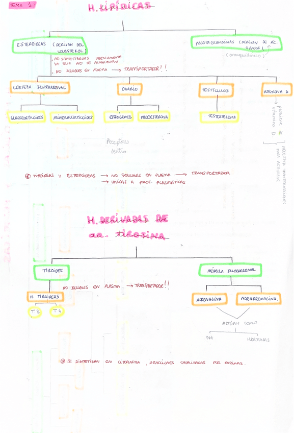 Hormonas-Tema-1.pdf