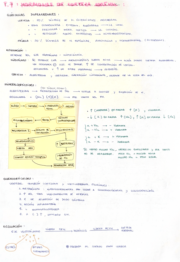 Hormonas-de-corteza-adrenal.pdf