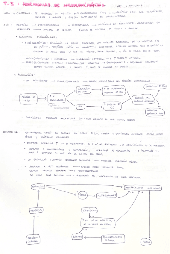 Hormonas-de-Neurohipofisis.pdf