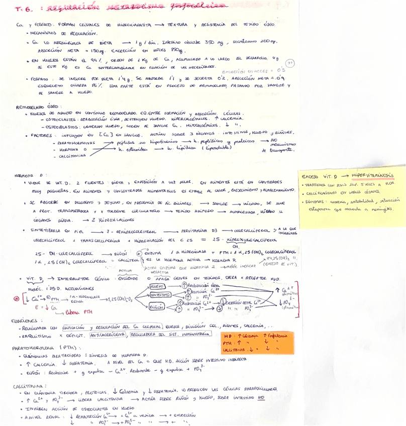 Regulacion-del-metabolismo-fosfocalcico.pdf