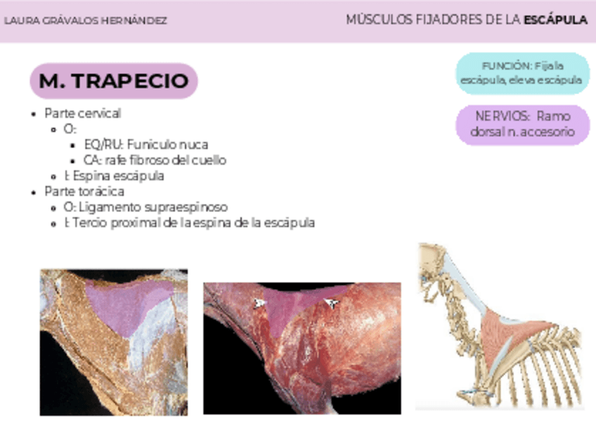 M.-Toracico-I.pdf