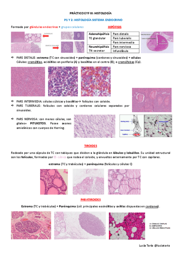 EXAMEN PRÁCTICO COMPLETO EYF III HISTOLOGIA Y ANATOMIA.pdf