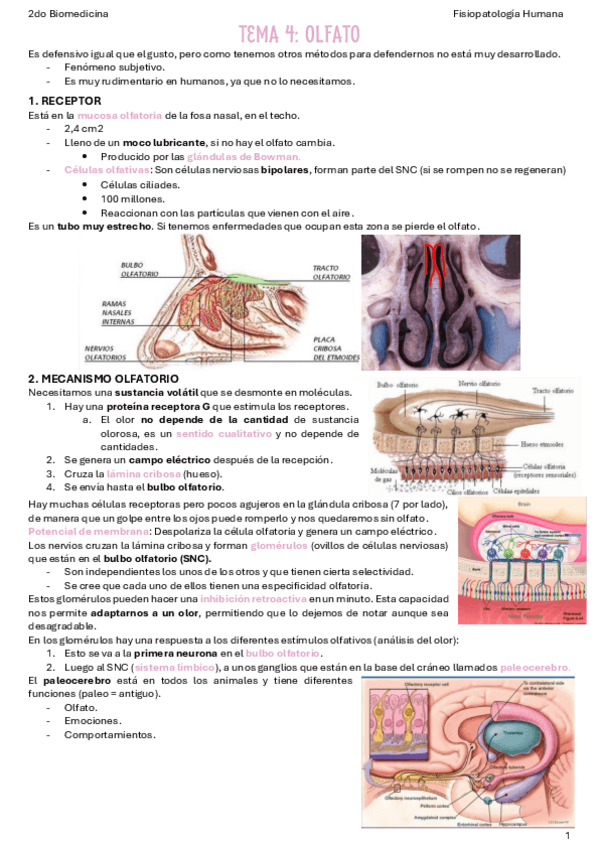 T4.-Olfato.pdf