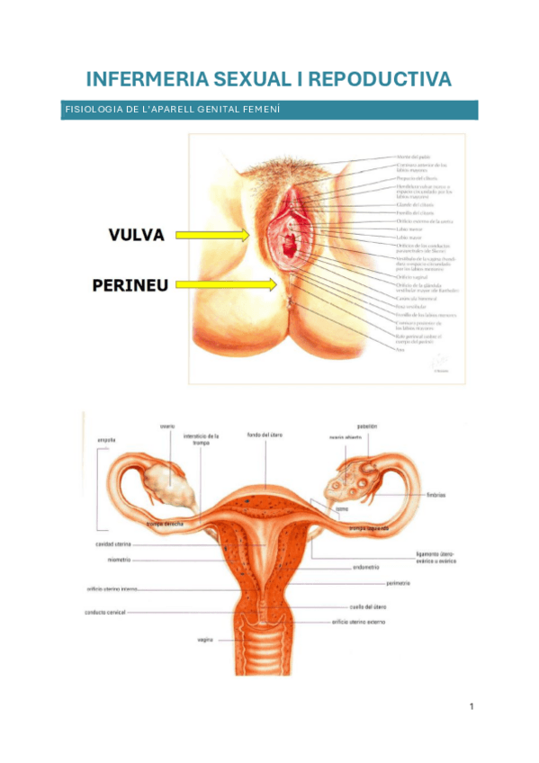 Salut-Sexual-BLOC-1.pdf