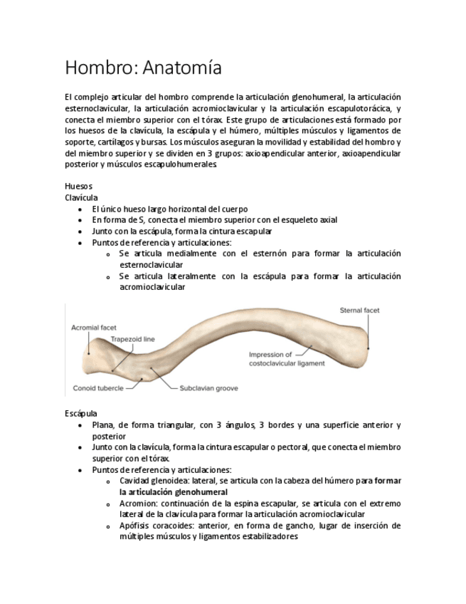 Hombro.pdf