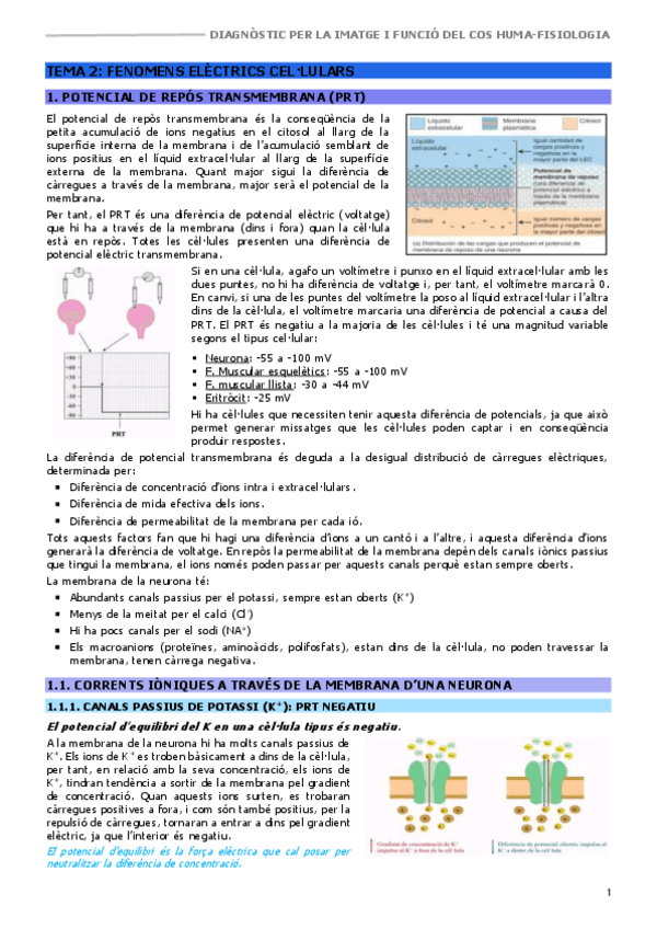 DHFCHIFISIOLOGIATEMA-2FENOMS-ELECTRICS-CELLULARS.pdf
