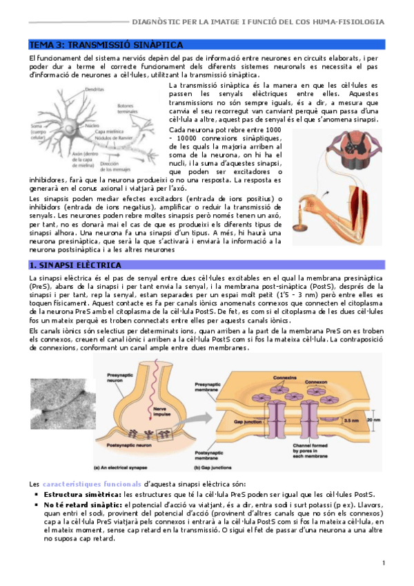 DHFCHIFISIOLOGIATEMA-3TRANSMISSIO-SINAPTICA.pdf