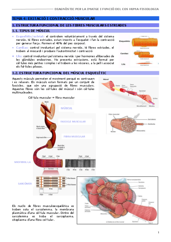 DHFCHIFISIOLOGIATEMA-4EXITACIO-I-CONTRACCIO-MUSCULAR.pdf