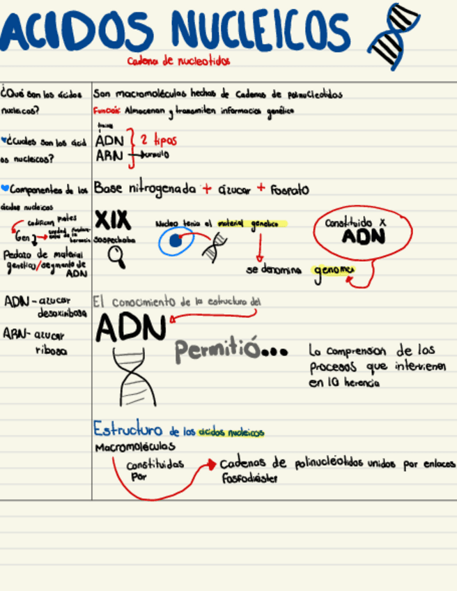 ADN-y-ARN.pdf