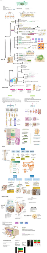 Todo-sobre-el-tejido-oseo.pdf