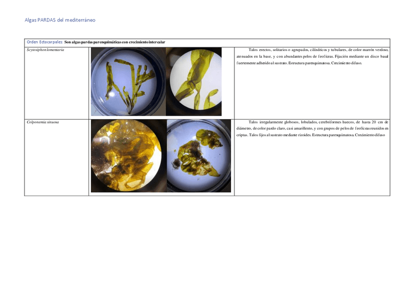 ALGAS-PARDAS-TABLAS-LAB.pdf
