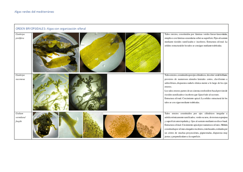 ALGAS-VERDES-TABLA-LAB.pdf