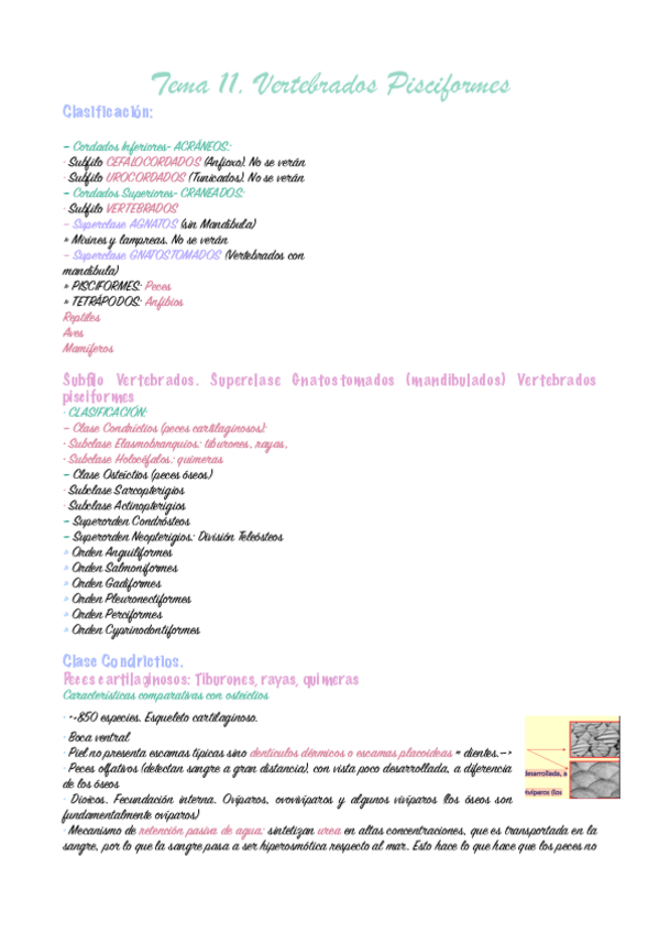 tema-11-zoologia-pdf.pdf