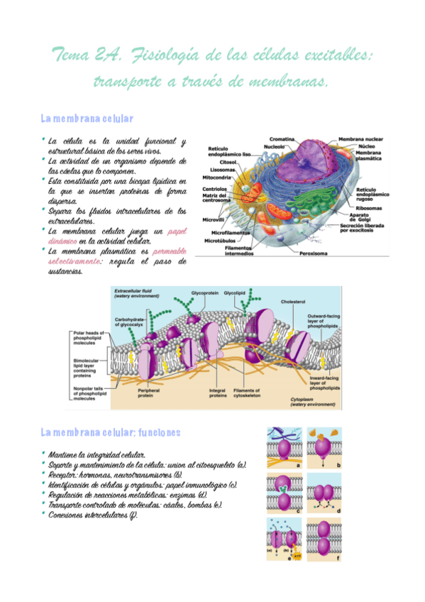 tema-2a-fisiologia-animal..pdf