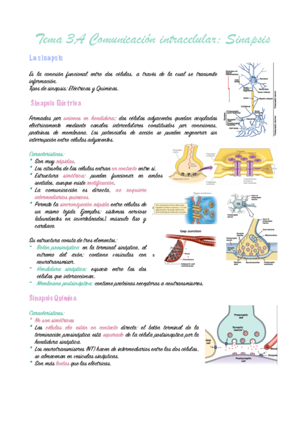 tema-3A-Fisiologia-animal.-pdf.pdf