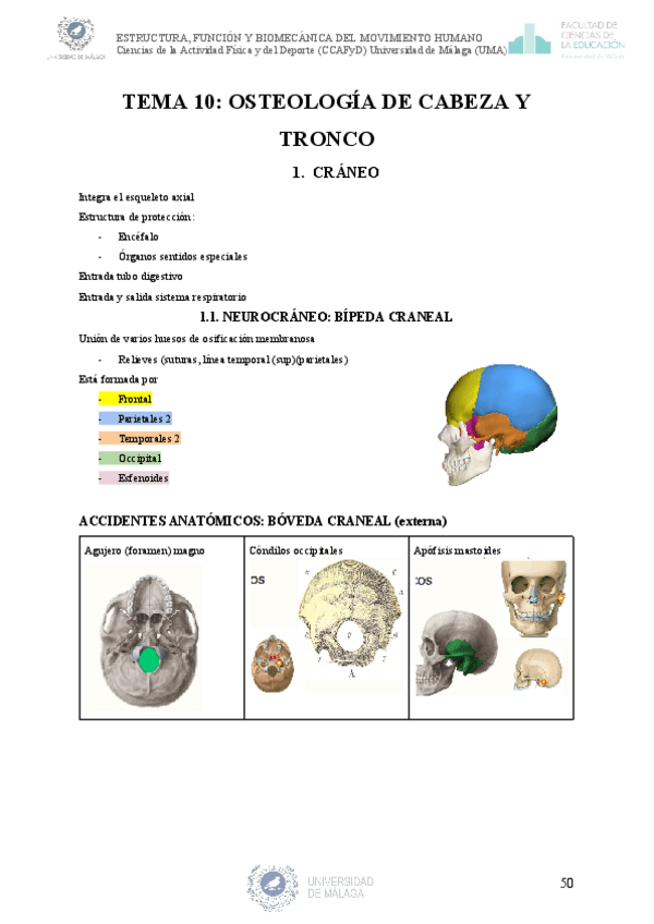 APUNTES-ESTRUCTURA-FUNCION-Y-BIOMECANICA-DEL-MOVIMENTO-HUMANO-T10-y-11..pdf
