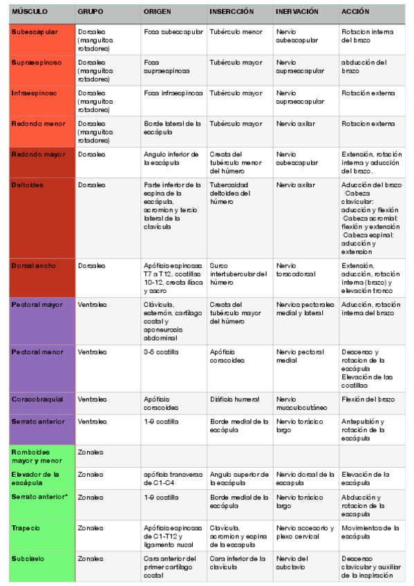 Anatomia-Musculos-Extremidad-superior.pdf