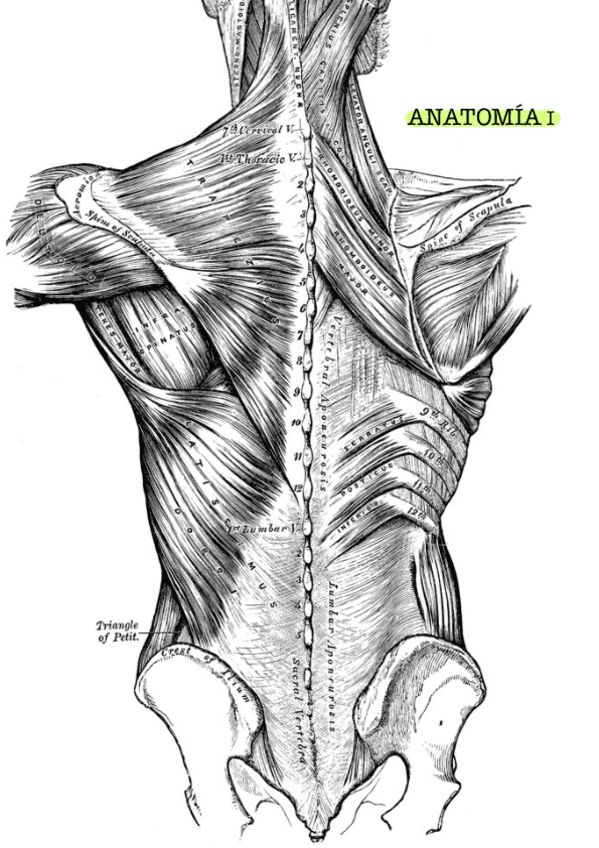 extremidad-inferior-Navas.pdf